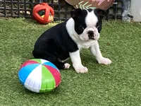 Penny, a female Boston Terrier for sale in Exeter, MO – 1 of 10