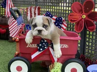 Pearl, a female English Bulldog for sale in Exeter, MO – 4 of 10