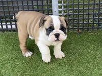 Dream, a female English Bulldog for sale in Exeter, MO – 5 of 10