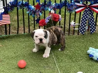 Rocket, a male English Bulldog for sale in Exeter, MO – Photo 10 of 10