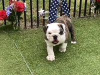 Rocket, a male English Bulldog for sale in Exeter, MO – Photo 9 of 10