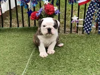 Rocket, a male English Bulldog for sale in Exeter, MO – Photo 4 of 10