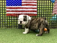 Rocket, a male English Bulldog for sale in Exeter, MO – Photo 8 of 10