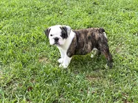 Rocket, a male English Bulldog for sale in Exeter, MO – Photo 6 of 10
