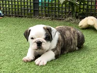Rocket, a male English Bulldog for sale in Exeter, MO – Photo 1 of 10