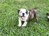 Rocket, a male English Bulldog for sale in Exeter, MO – Photo 5 of 10