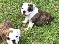 Rocket, a male English Bulldog for sale in Exeter, MO – Photo 3 of 10