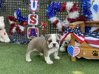 Pearl, a female English Bulldog for sale in Exeter, MO – 3 of 10