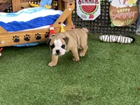Rex, a female English Bulldog for sale in Exeter, MO – 10 of 10