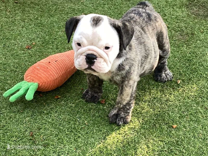 Rudy – English Bulldog puppy for sale in Exeter, MO