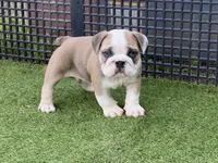 Pearl, a female English Bulldog for sale in Exeter, MO – 9 of 10