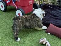 Paul, a female English Bulldog for sale in Exeter, MO – 6 of 10