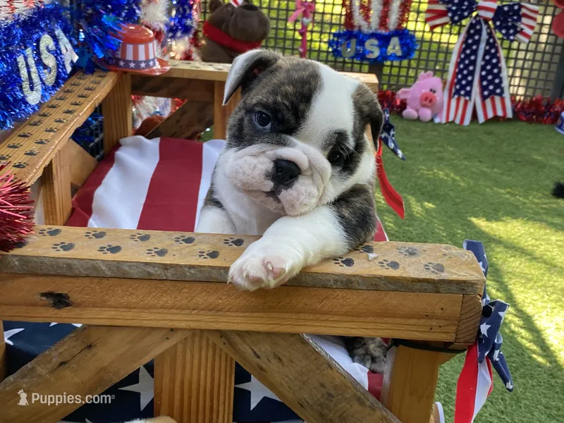 Paul – English Bulldog puppy for sale in Exeter, MO