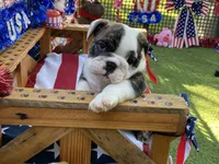 Paul, a female English Bulldog for sale in Exeter, MO – 1 of 10