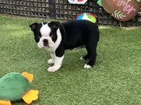 Penny, a female Boston Terrier for sale in Exeter, MO – 3 of 10