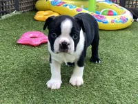 Peter, a male Boston Terrier for sale in Exeter, MO – 2 of 10