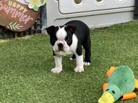 Penny, a female Boston Terrier for sale in Exeter, MO – 6 of 10