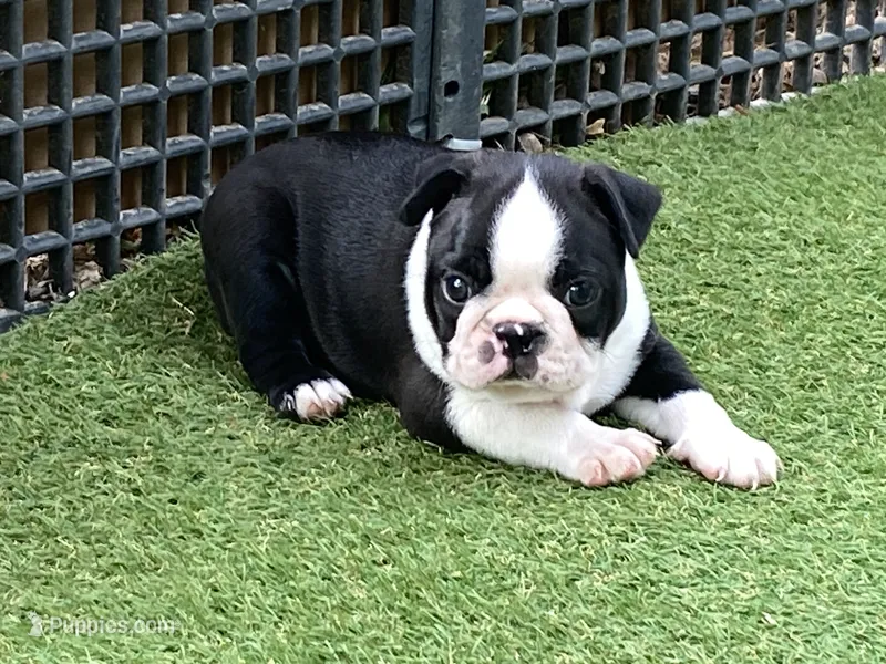 Prince – Boston Terrier puppy for sale in Exeter, MO
