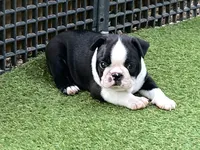 Prince, a male Boston Terrier for sale in Exeter, MO – 4 of 10