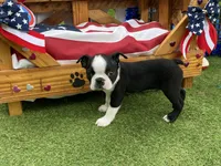 Frankie, a female Boston Terrier for sale in Exeter, MO – 8 of 10