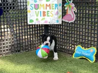 Peter, a male Boston Terrier for sale in Exeter, MO – 8 of 10