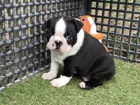 Prince, a male Boston Terrier for sale in Exeter, MO – 10 of 10