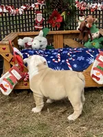 Comet, a male English Bulldog for sale in Exeter, MO – Photo 2 of 10