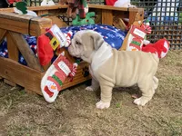 Comet, a male English Bulldog for sale in Exeter, MO – Photo 6 of 10