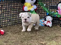 Comet, a male English Bulldog for sale in Exeter, MO – Photo 3 of 10