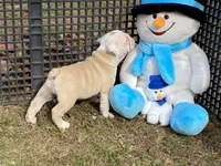 Comet, a male English Bulldog for sale in Exeter, MO – Photo 4 of 10