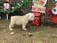 Comet, a male English Bulldog for sale in Exeter, MO – Photo 7 of 10