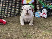 Comet, a male English Bulldog for sale in Exeter, MO – Photo 9 of 10