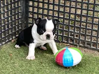 Penny, a female Boston Terrier for sale in Exeter, MO – 9 of 10