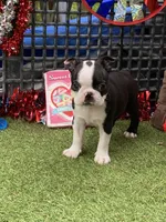 Flora, a female Boston Terrier for sale in Exeter, MO – 2 of 10