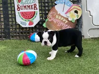 Penny, a female Boston Terrier for sale in Exeter, MO – 5 of 10