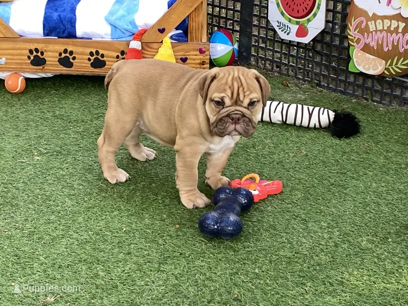 Ava – English Bulldog puppy for sale in Exeter, MO