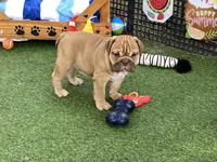 Ava, a female English Bulldog for sale in Exeter, MO – 1 of 7