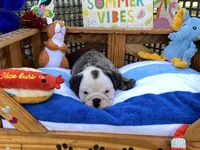 Rudy, a female English Bulldog for sale in Exeter, MO – 5 of 10