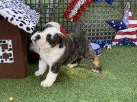 Paul, a female English Bulldog for sale in Exeter, MO – 5 of 10