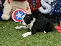 Frankie, a female Boston Terrier for sale in Exeter, MO – 7 of 10