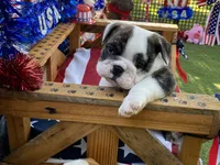 Paul, a female English Bulldog for sale in Exeter, MO – 10 of 10