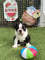 Prince, a male Boston Terrier for sale in Exeter, MO – 8 of 10