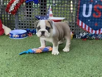 Pearl, a female English Bulldog for sale in Exeter, MO – 2 of 10
