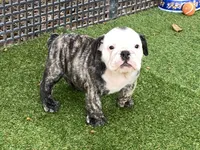 Rudy, a female English Bulldog for sale in Exeter, MO – 3 of 10