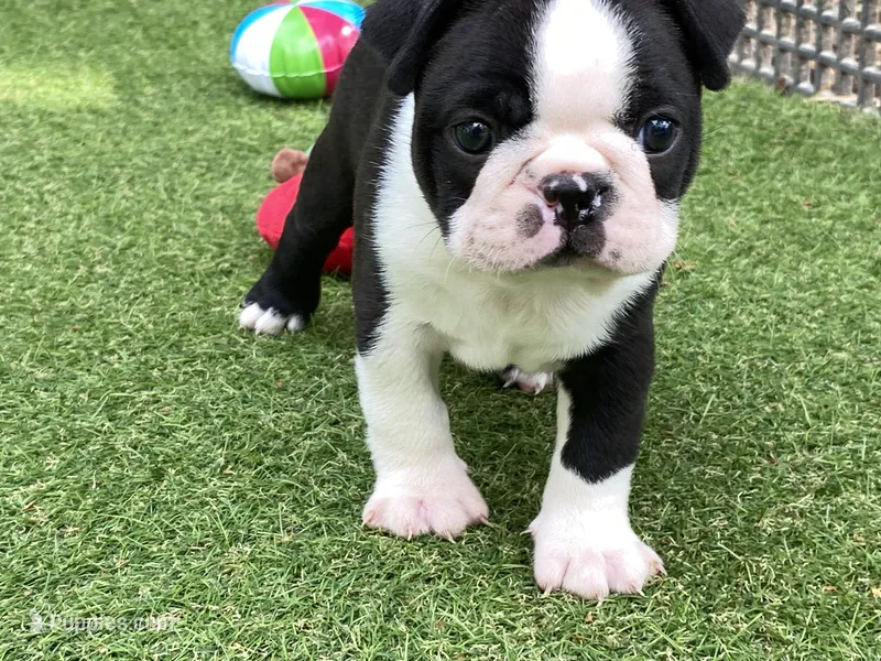 Prince – Boston Terrier puppy for sale in Exeter, MO
