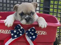 Posey, a female English Bulldog for sale in Exeter, MO – 4 of 10