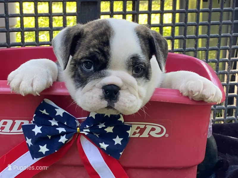 Paul – English Bulldog puppy on hold in Exeter, MO