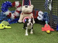 Flora, a female Boston Terrier for sale in Exeter, MO – 10 of 10