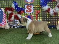 Dream, a female English Bulldog for sale in Exeter, MO – 8 of 10