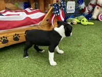 Frankie, a female Boston Terrier for sale in Exeter, MO – 10 of 10